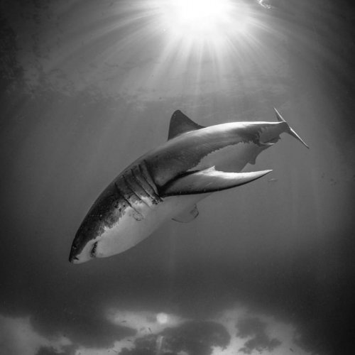 Танцы с акулами: захватывающие подводные фотографии Хуана Олифанта (24 фото)