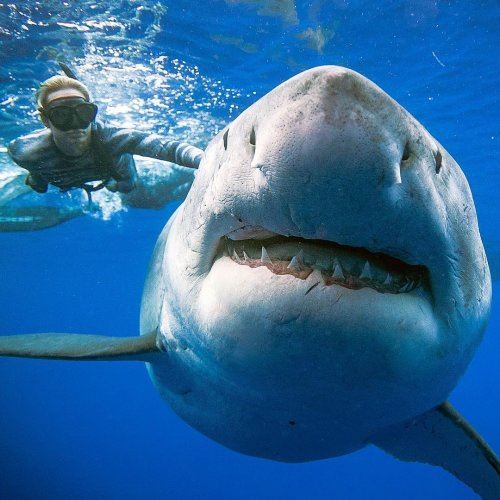Танцы с акулами: захватывающие подводные фотографии Хуана Олифанта (24 фото)