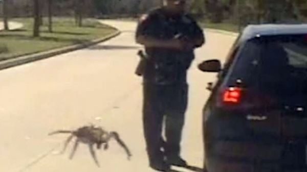 Пользователей Сети шокировало видео с гигантским пауком